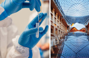 Axica und Lima arrangieren Covid-19 Schnelltest
